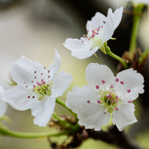 丰满老熟妇肥大BBBBB
